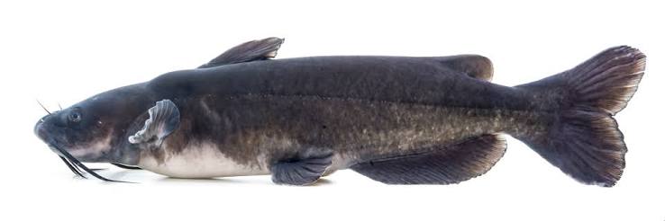 Channel catfish - Wikipedia