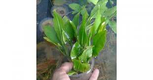 Namun perlu diperhatikan bahwa desain aquascape hutan paling baik di letakan pada aquarium besar karena dengan beragam spesies tanaman air dan beragam jenis ikan. 11 Jenis Tanaman Air Aquascape Untuk Mempercantik Akuarium Popmama Com