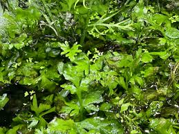 Image result for Ceratopteris