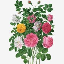 Premium Garden Roses Flower Free Png And Psd This Image Is Commercial Use Resource Upgrade T In 2020 Watercolor Flower Illustration Rose Flower Png Flower Png Images