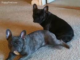 Features and shout outs available. French Bulldog Shipping Rates Services
