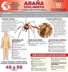 La araña violinista (loxosceles laeta) es una especie de arácnido suramericano cuyo veneno tiene esta especie posee características muy particulares. Facebook