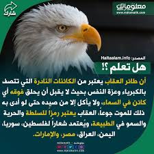 هل تعلم العقاب Bald Eagle