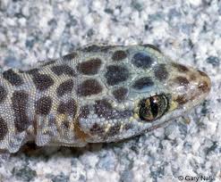 Image result for Dignathia gracilis