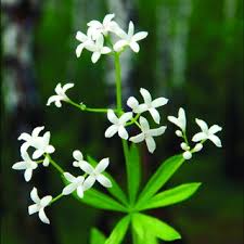 Image result for Galium chloroionanthum