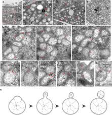 Detection and characterization of rice orange leaf phytoplasma infection in  rice and Recilia dorsalis