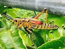 Florida S Giant Orange Grasshopper The Eastern Lubber Steemit