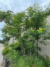 Image result for Erythrostemon