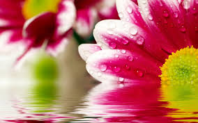 Image result for digital art desktop wallpaper