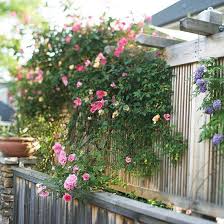 Kletterpflanzen Garten Rosen Holz Pergola Design Pergola Design Blumen Fur Garten Kletterpflanzen