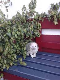igel unter einem hopfen dach deko ideen deko igel