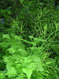 Image result for Setaria petiolata