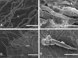 Image result for Vernonia karaguensis