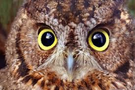 Screeching, hooting, sound, call.songsboth males and females sing. Researchers All Ears In Effort To Save Endangered Western Screech Owl Victoria News