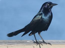 How do you get rid of roaches in drains? Grackle Control Bird Barrier