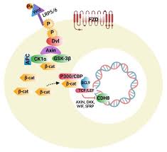Maybe you would like to learn more about one of these? Cells Free Full Text Dysregulation Of Multiple Signaling Neurodevelopmental Pathways During Embryogenesis A Possible Cause Of Autism Spectrum Disorder Html
