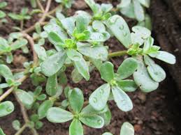 Résultat de recherche d'images pour "beldroega"