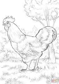 Rhode Island Red Rooster Coloring Page Free Printable Coloring Pages Bird Coloring Pages Chicken Coloring Pages Rhode Island Red Rooster
