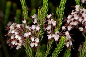 Image result for Erica whyteana