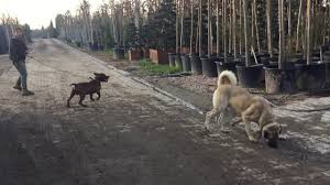 Pitbull Vs Kangal Aksaray Malaklisi Youtube