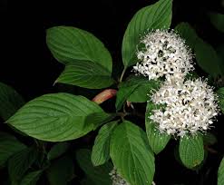 Image result for Sericorema sericea