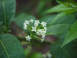 Mar 29, 2019 · night blooming jasmine (cestrum nocturnum) is a tropical, evergreen shrub that is famous for its sweet smell. Night Blooming Jasmine Outdoor Plants Plantshop Me