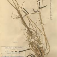 Image result for Harpachne schimperi