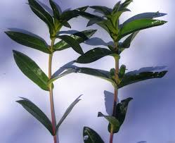 Image result for Ammannia aegyptiaca