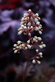 Image result for Pentas micrantha