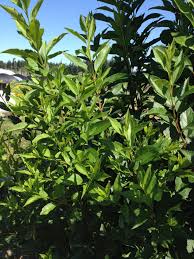 Forsythia Foliage Summer Flowers Foliage Wedding Flowers