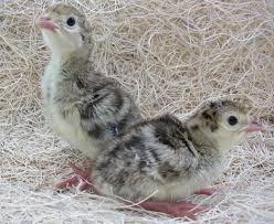 Check spelling or type a new query. Bronze Broad Breasted Turkey Poults Unsexed