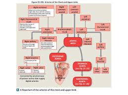 21 7 The Systemic Circuit Systemic Arteries Ppt Download