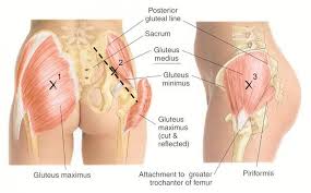 Below is a diagram illustrating the different glute injection sites. Glute Muscles Anatomy Anatomy Drawing Diagram