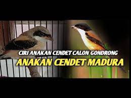 Ciri Anakan Cendet Calon Blangkon Atau Gondrong Ciri Cendet Asli Madura Youtube