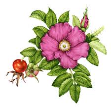 Image result for Rosaceae