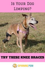 Top 5 Dog Knee Braces For Luxating Patella Spinning Pom In 2020 Dog Joints Pomeranian Facts Dogs