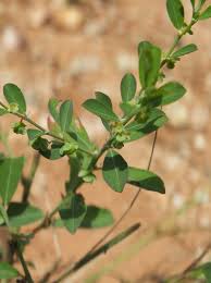 Image result for Phyllanthus maderaspatensis