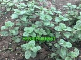 Berat per packing antara 30 kg sampai 50 kg. Daun Cincau Hitam Kering Janggelan Kering Bahan Dasar Cincau Hitam Shopee Indonesia