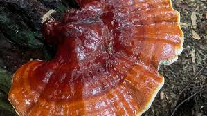 Image result for Ganoderma tsugae