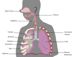 How To Get Rid Of Wheezing In Chest Http Www Howgetrid Net How To Get Rid Of Wheezing In Chest Wheezing Cause Of Sore Throat How To Stop Wheezing