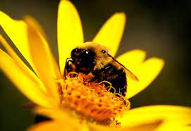 Personalize it with photos & text or purchase as is! Macbook Background Bee Honeybee Insects Free Top Photos