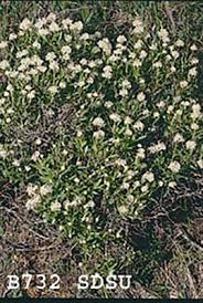 Image result for Rhamnaceae