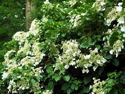 Buy dried & artificial flower garlands and get the best deals at the lowest prices on ebay! Colorful Flowering Vines Southern Living