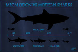 Megalodon Shark Tooth Buyers Guide