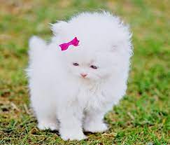 See more ideas about funny cats, funny animals, crazy cats. Fluffy Pink Kitten Cute Cat Images Novocom Top