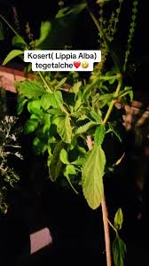 Image result for Lippia abyssinica