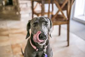 16 Things Not To Feed Your Dog Aspca Pet Health Insurance