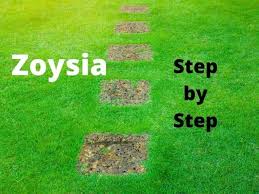 Zoysia grass does best in full sun and will root fastest with at least six hours of direct sunlight per day. How To Grow A Successful Zoysia Lawn A Step By Step Guide Thriving Yard