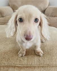39 1k Likes 256 Comments Animals Animals Co On Instagram Those Puppy Dog Eyes Belong To River Mini Dachshund In 2020 Dogs Puppy Dog Eyes Cute Dogs And Puppies