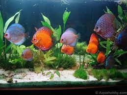 Beautiful Discus Fish Tropical Fish Tanks Tropical Fish